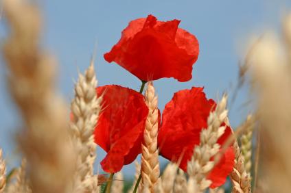 Mohn und Getreide - Sommer