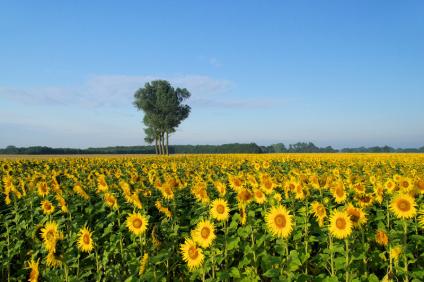 Schmuckbild Newsletter 43: Feld mit Sonnenblumen