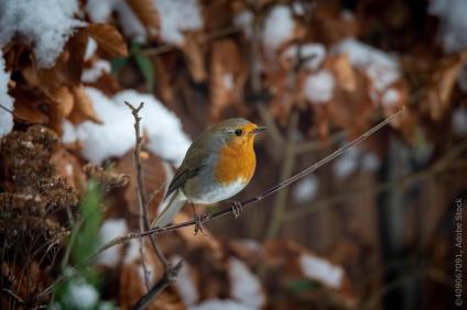 Schmuckbild Rotkehlchen Schnee