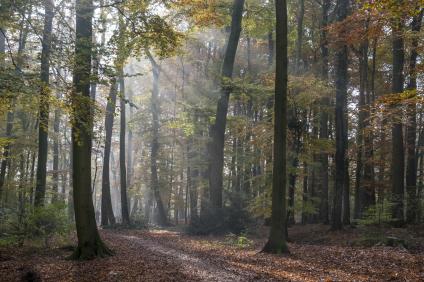 Herbstwald