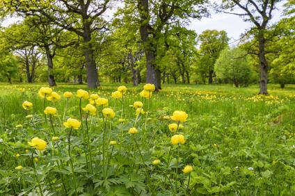 Schmuckbild Trollblumen im Wald