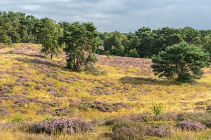 Westruper Heide -  AdobeStock 451213066 ©sehbaer nrw