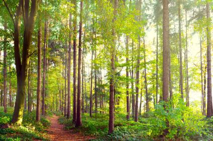 Herbstwald